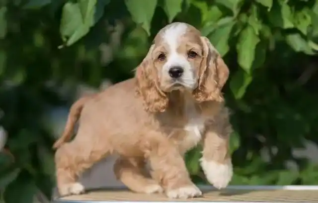 英国可卡犬,又称作可卡梗,是一种受欢迎的小型犬种,也是英国最受欢迎