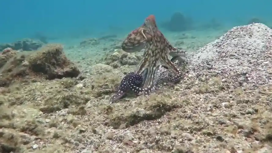 不要小看章鱼饿极了连鲨鱼都吃镜头拍下海底霸王被活吞的过程