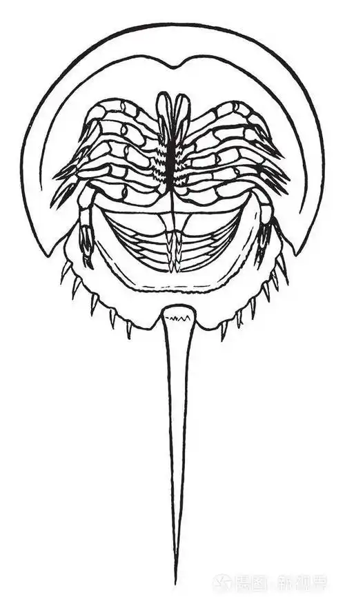 马蹄蟹代表一个命令叫xiphosura从事实腹部的末端配有长剑像脊椎复古