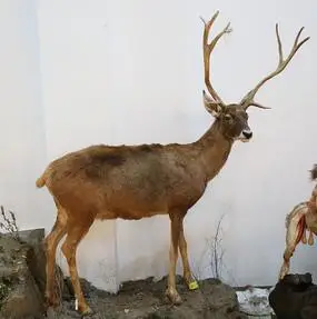 麋鹿标本濒危动物麋鹿标本麋鹿标本麋鹿标本标本麋鹿麋鹿濒危动物麋鹿