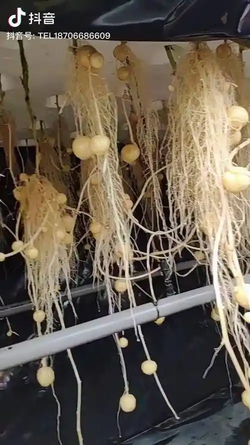 水培土豆你见过吗洋芋无土栽培马铃薯农业dou小助手