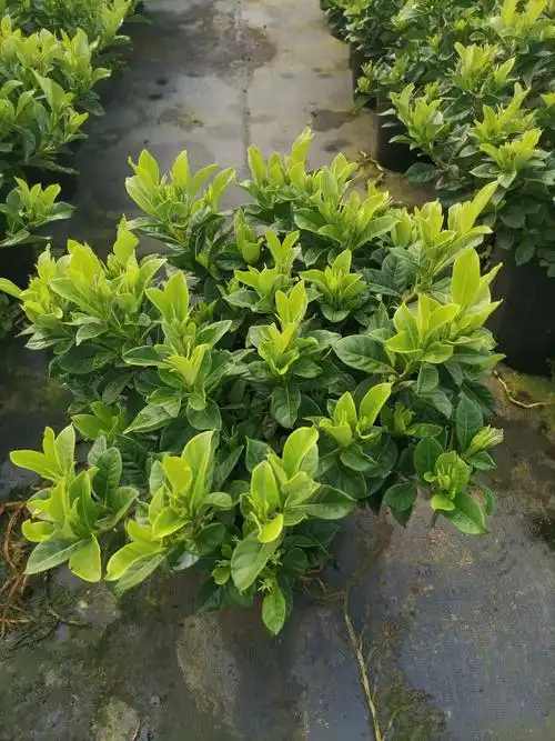 热销大叶栀子花