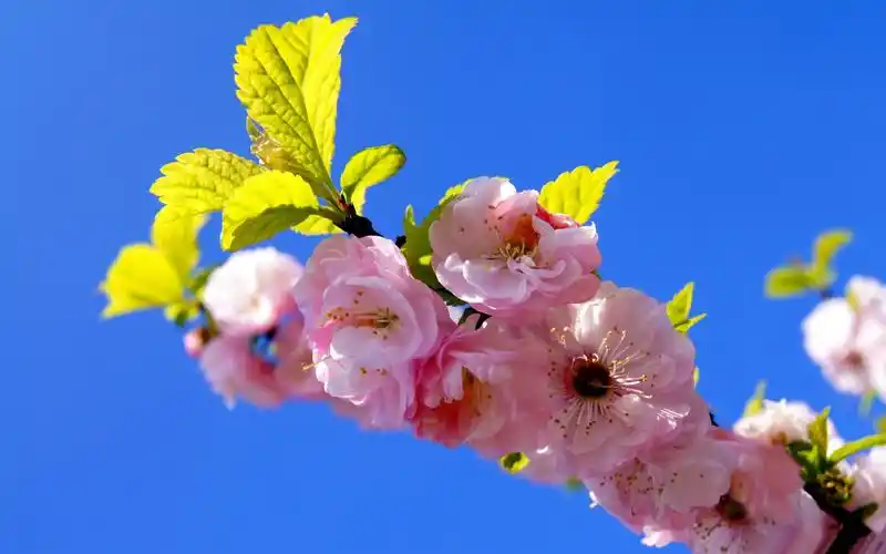 描述: 花开在蓝天-春季鲜花高清壁纸 当前壁纸尺寸: 1920 x 1200