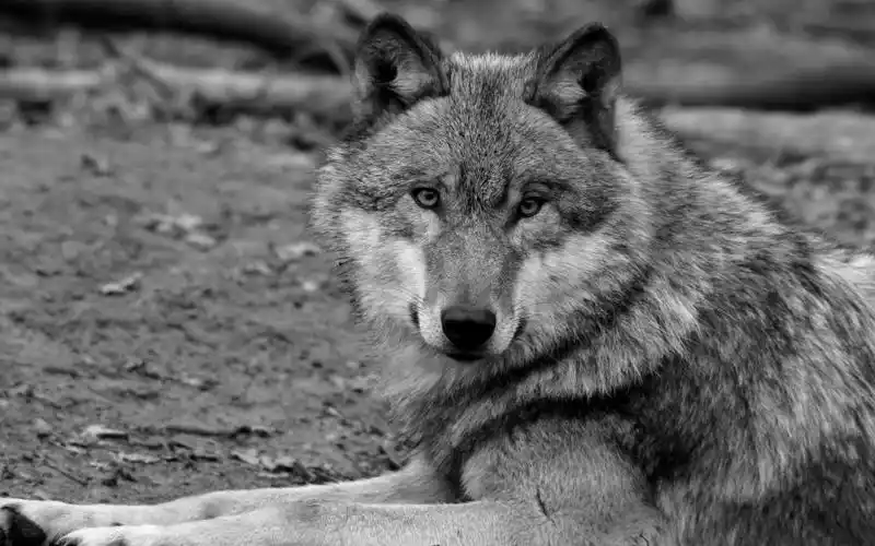 狼全高清壁纸和背景