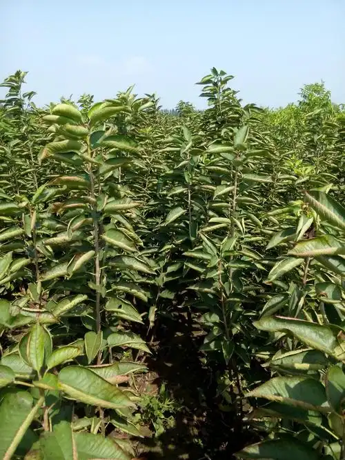 专业批发贾红樱桃树幼苗 先锋樱桃果树苗 雷尼樱桃果苗 嫁接果苗