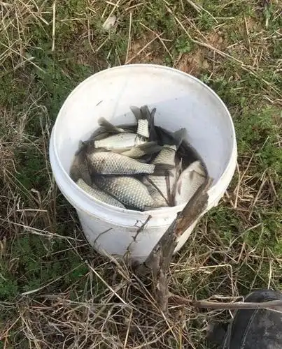 农村河沟钓鱼钓获50多条野生鲫鱼用桶都快装不下它了