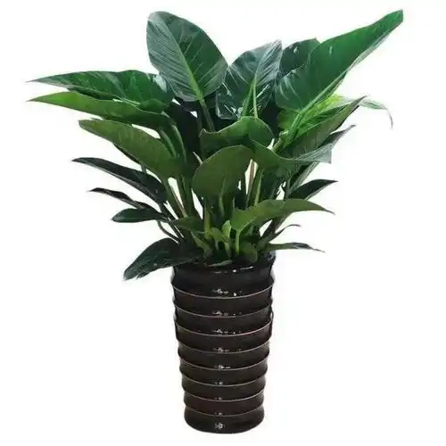 金砖观叶植物植物盆栽净化空气甲醛防辐射办公室花卉绿植大型绿植