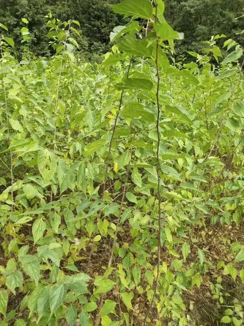 麻栎 青檀小苗,青檀树苗供应