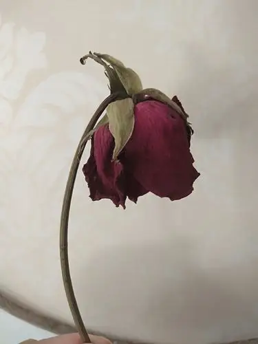 心中的花枯萎 - 简书