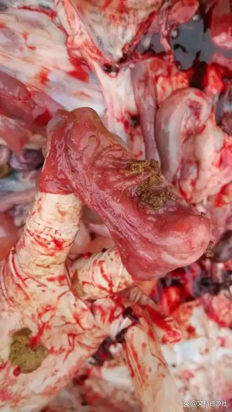 猪皮上有红色斑点是病猪吗