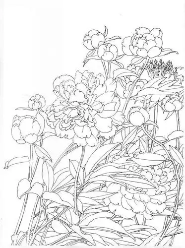 图文教程工笔芍药画法步骤与白描画稿