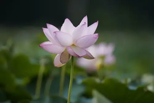 而这首《赞莲》似乎最能体现荷花的品格: 陆上百花竞芬芳 ,碧水潭泮