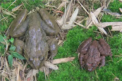 竹海镇村民杨红的"木槐"人生