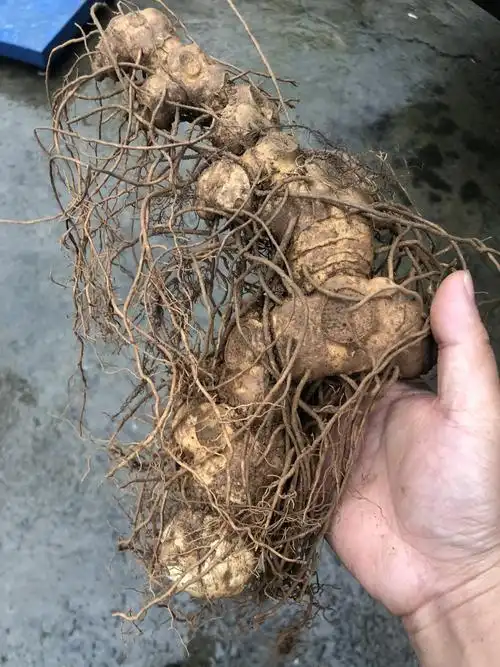 黄精新鲜500g江西深山擢盛鸡头512年以上黄精