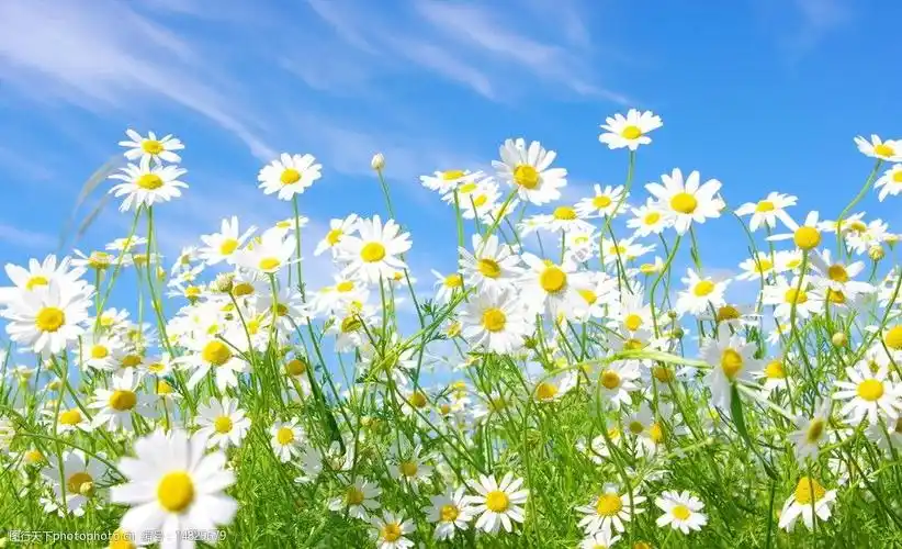 关键词:温暖阳光下的小花 新生 生机 绿色 大自然 蓝天白云 小花 花草