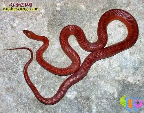 红色玉米蛇红色的玉米蛇品种有哪些