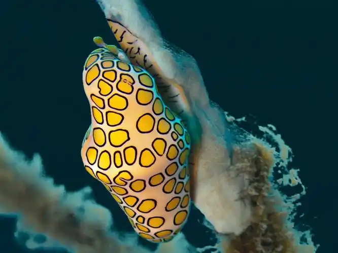 【 火烈鸟舌蜗牛 】96火烈鸟舌是一种小型海洋蜗牛,生活在大西洋