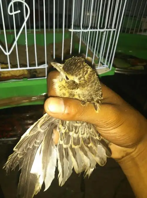 求大神看下我这百灵鸟是公母