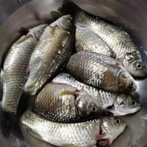 油酥小鲫鱼,趁热吃,佐酒好菜