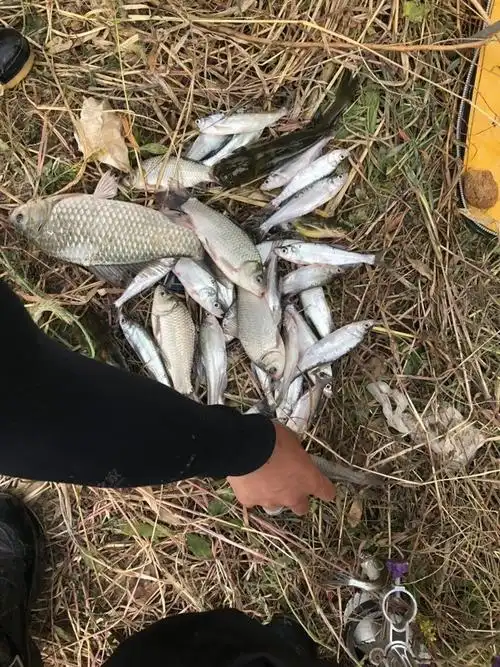 来,发个今天鱼货.大板鲫 - 钓鱼之家