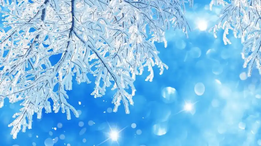 壁纸 树枝,雪,冬天,蓝色 2560x1600 hd 高清壁纸, 图片, 照片