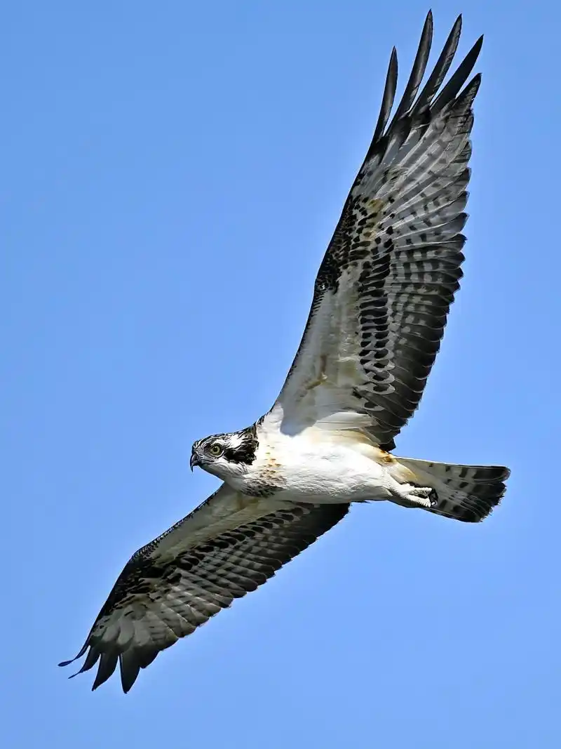 拍空中飞翔的鸟,选择角度非常重要,这只鱼鹰在高空俯视,这个角度拍摄