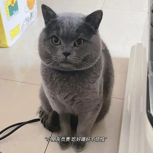蓝猫发腮啦