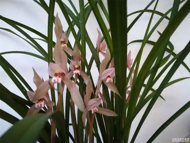 2020春剑:大红朱砂-春剑篇-中国兰花交易网社区