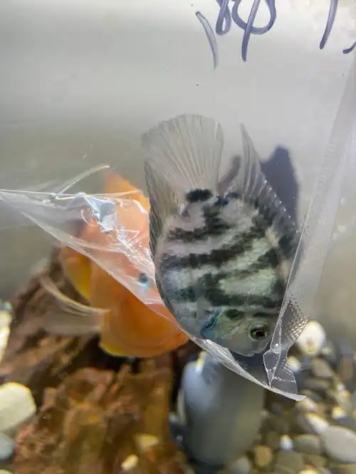 帮我看看迷你鹦鹉是公母