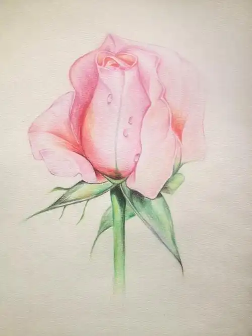 彩铅画玫瑰花