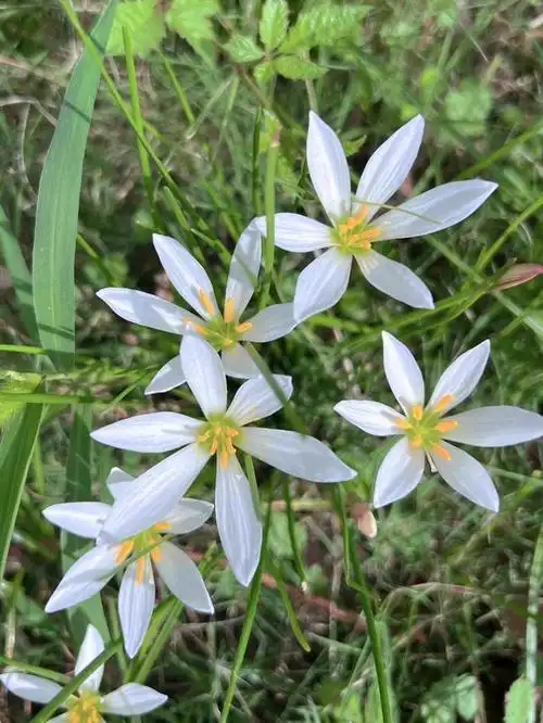 细说葱兰花语和寓意
