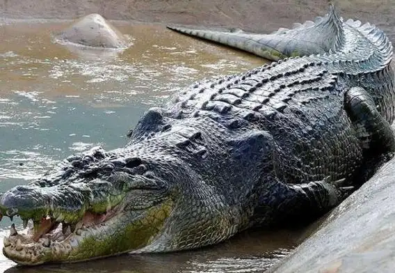 1,kalia(长7米)大家在图片中看到这只鳄鱼堪称鳄鱼中巨无霸,经过研究