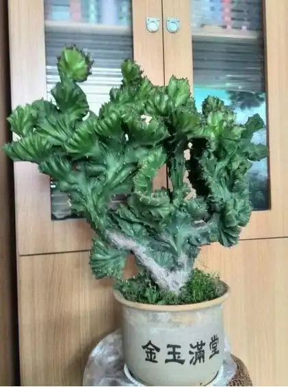 仙人掌玉麒麟 观茎植物 茶几绿植盆栽防辐射绿植盆栽