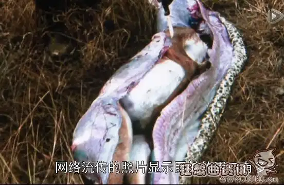 网上曾流传一张剖开蛇腹后露出人体的照片,但专家分析后认为造假的