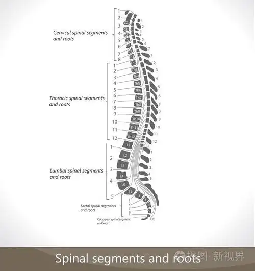 脊柱节段和根