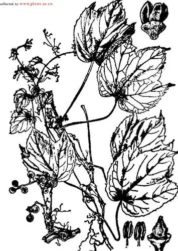 爬山虎parthenocissus tricuspidata (s. et z. ) planch.