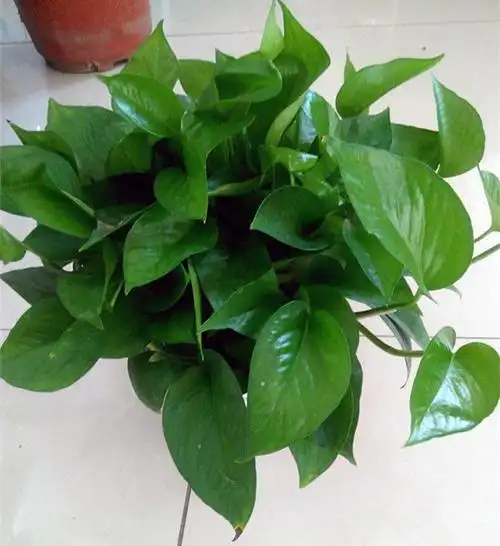 家庭常见花卉的基本养护技巧,新手也能养