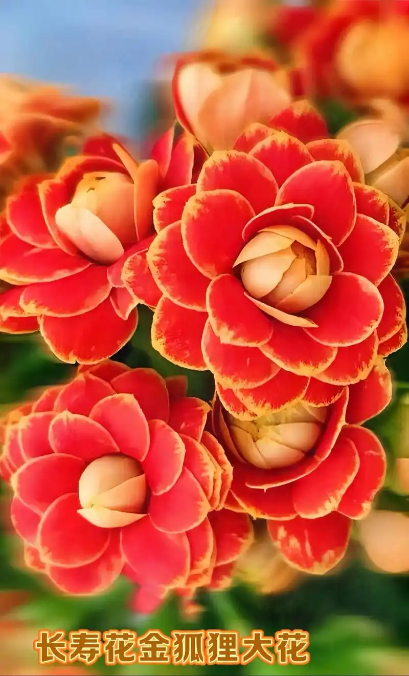 长寿花:寓意着健康长寿!特别适合 - 抖音