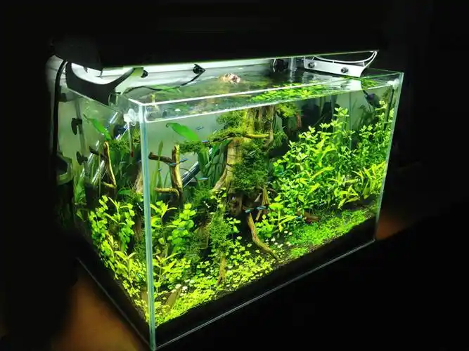 新手60草缸50天演变发现这是门技术活