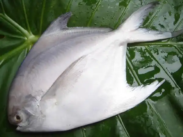 白斗鲳鱼