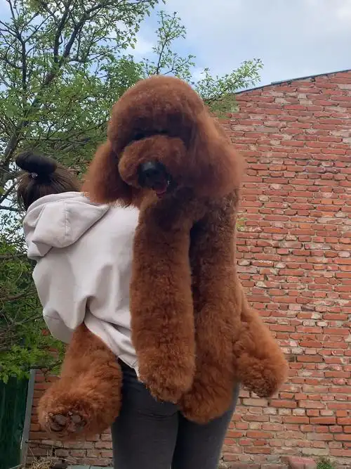 大长腿棕红色的大玩具宝宝#巨贵 #巨型贵宾 #大泰迪