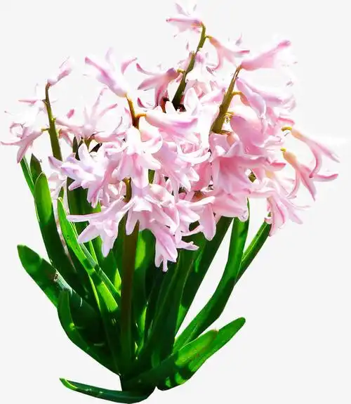 花草ps素材花卉素材免抠素材免费下载_觅元素51yuansu.com