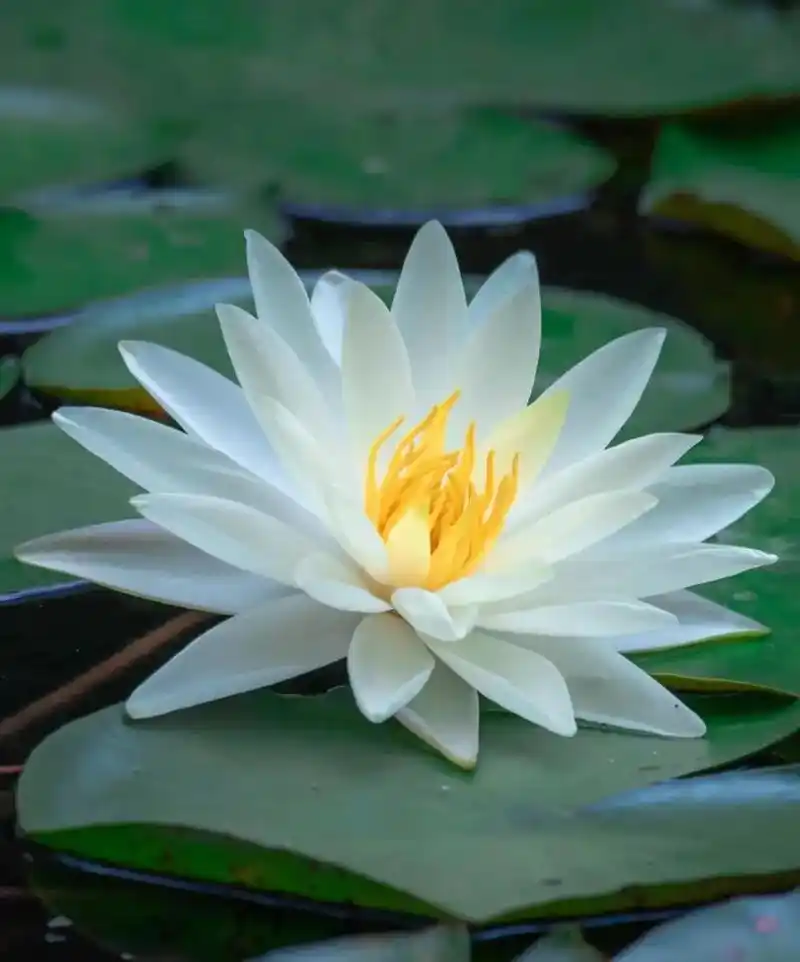 "睡莲"柬埔寨国花.多年生浮叶型水生草本植 - 抖音