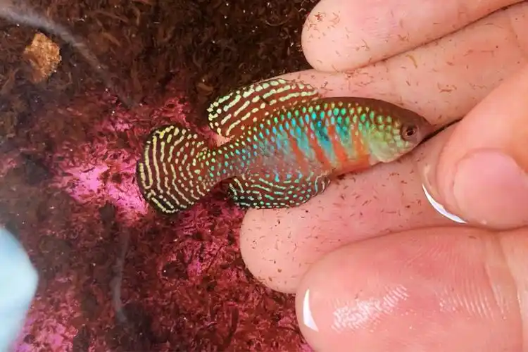 七彩梦幻珍珠鱂