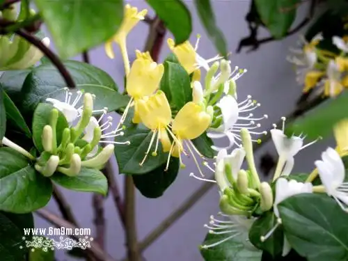 金银花有什么作用