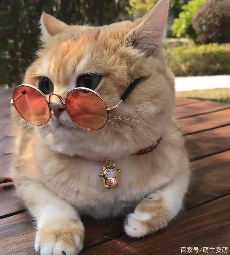 我们喵星人就是这么拽,可萌可贱可风骚,还那么可爱