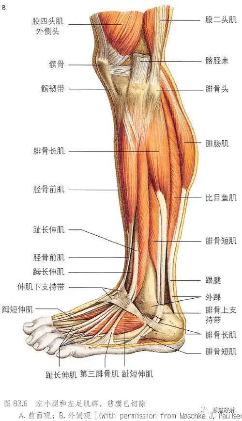 解剖丨小腿踝和足