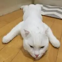 累瘫了的图片 卡通累瘫了搞笑高清图片_微信头像图片大全