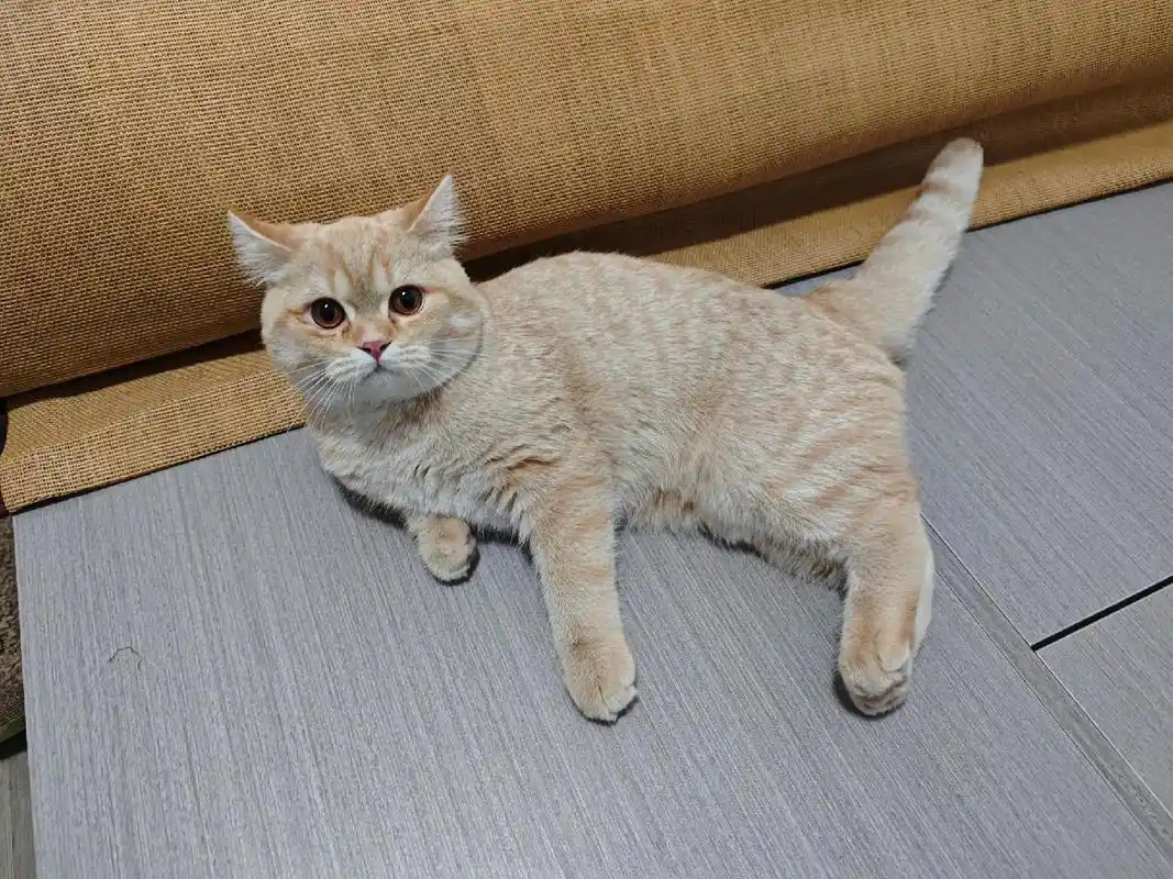 是一只英短乳白,猫咪才五个月大, - 抖音