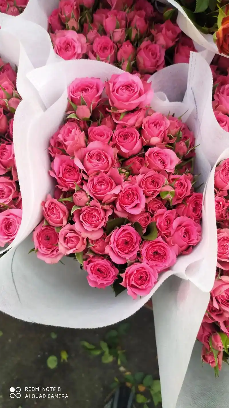 粉色多头系的玫瑰代表 花苞50-60个左 - 抖音